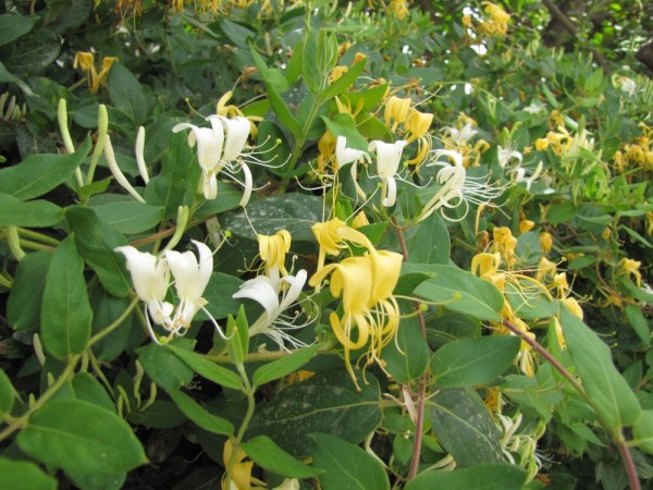 Жимолость японская (Lonicera japonica) цветы крита