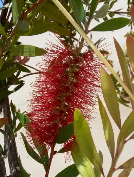 Каллистемон, Красивотычиночник, или Краснотычиночник (Callistemon citrinus) цветы кипра