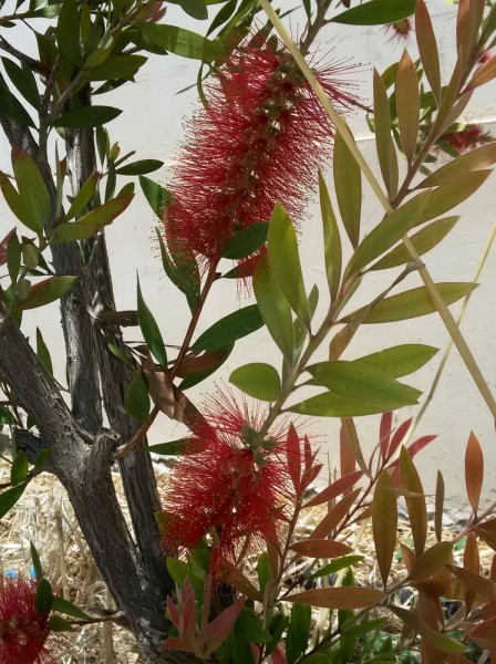 Каллистемон, Красивотычиночник, или Краснотычиночник (Callistemon citrinus) цветы кипра