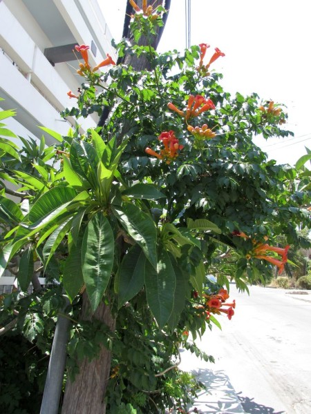 Кампсис (Campsis radicans) цветы кипра