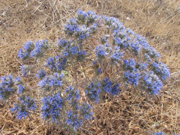 Кардопатиум щитковидный (Cardopatium corymbosum) цветы кипра