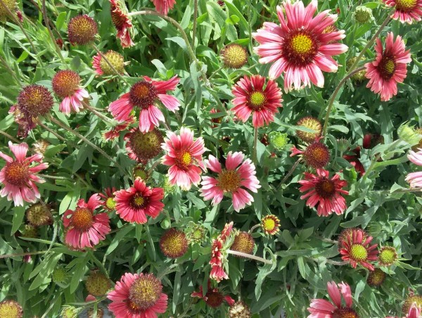 Кореопсис (Coreopsis) цветы кипра