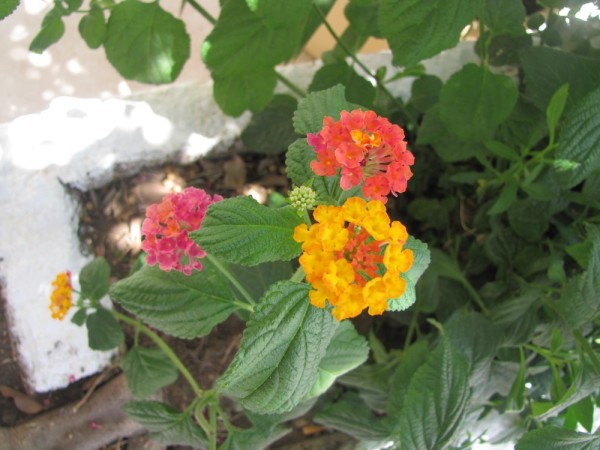 Лантана сводчатая, или шиповатая (Lantana camara) цветы крита