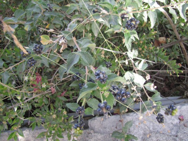 Лантана сводчатая, или шиповатая (Lantana camara) цветы крита