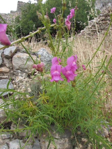 Львинный зев большой (Antirrhinum majus) цветы кипра