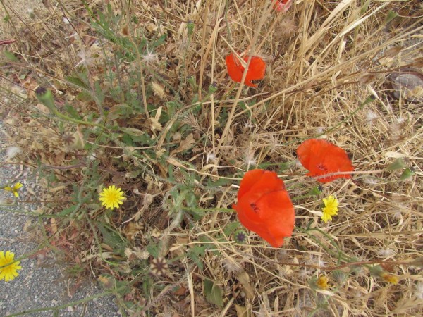 Мак самосейка (Papaver rhoeas) цветы кипра