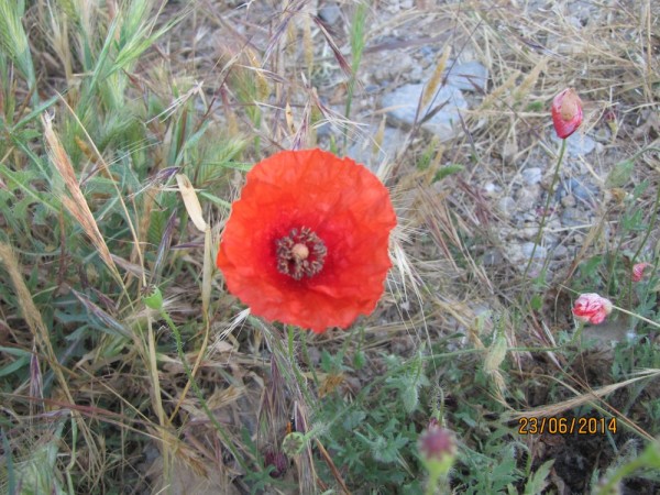 Мак самосейка (Papaver rhoeas) цветы крита