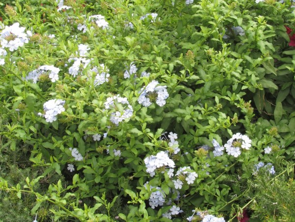 Свинчатка или Плюмбаго ушковидное (Plumbago auriculata) цветы кипра