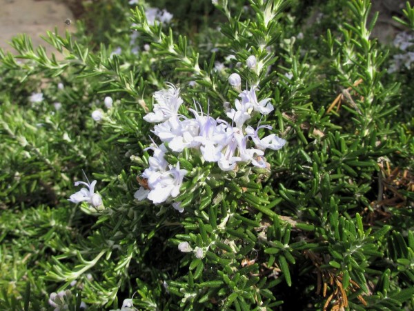 Розмарин (Rosmarinus officinalis) цветы кипра