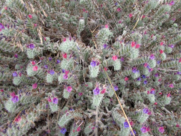 Синяк узколистый (Echium angustifolium) цветы кипра