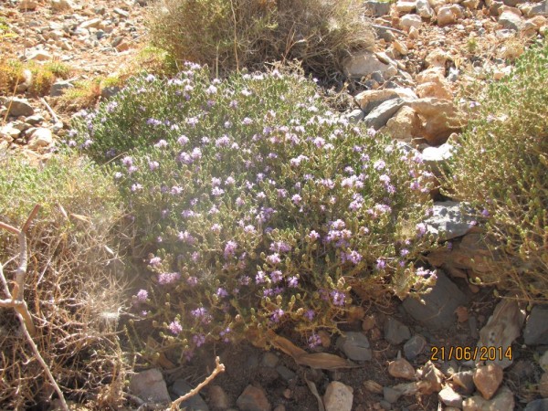 Тимьян, фимбра головчатая (Thymus capitatus, Coridothymus capitatus) цветы крита