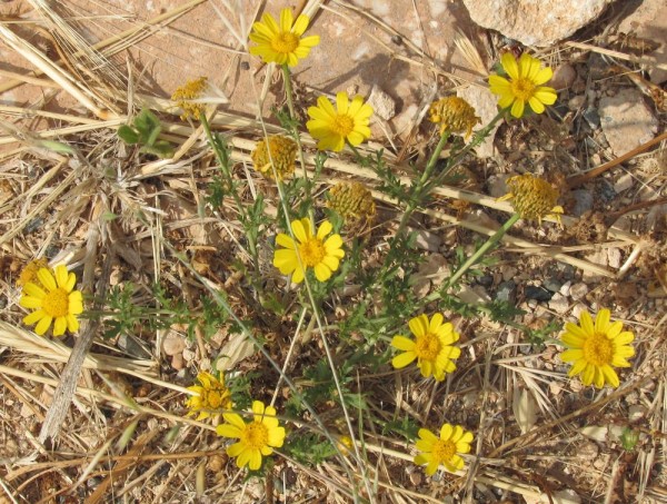 Хризантема увенчанная (Chrysanthemum coronarium) цветы Кипра