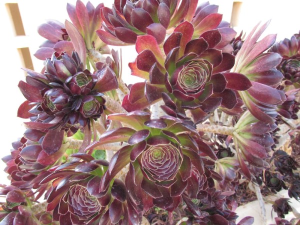 Эониум древесный (Aeonium arboreum) цветы кипра