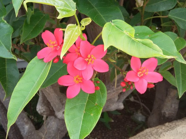 Ятрофа цельнокрайняя, Коралловый цветок (Jatropha integerrima) цветы кипра