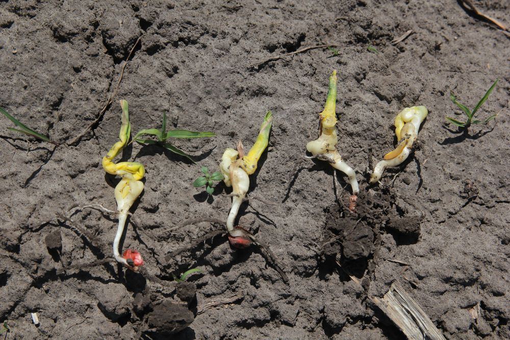 Деформация ростков кукурузы вызванная перепадами дневных и ночных температур