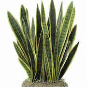 Приметы щучий хвост