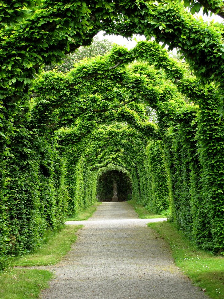 Трёхсот летняя живая арка из самшита резиденции клана Росс - замок Бирр, Ирландия. Это то, что нельзя купить за деньги.