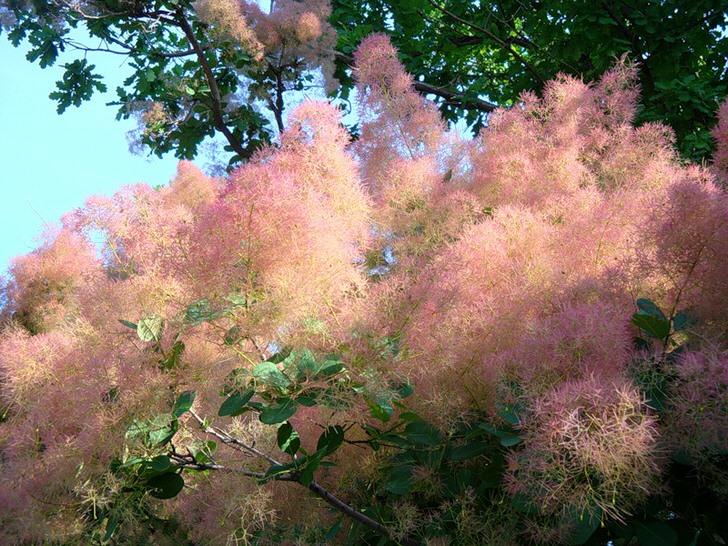 Удивительно нежно-розовые метёлки паприкового дерева (скумпия) удачно подходит для живой изгороди.