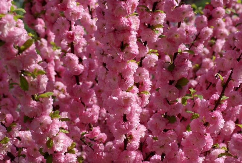 Кустарник миндаль относится к красивоцветущим. Миндаль трехлопастной Розовая пена.