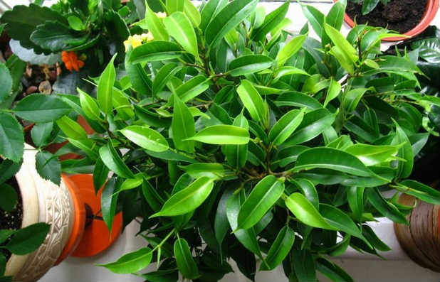 ficusbenwamina1