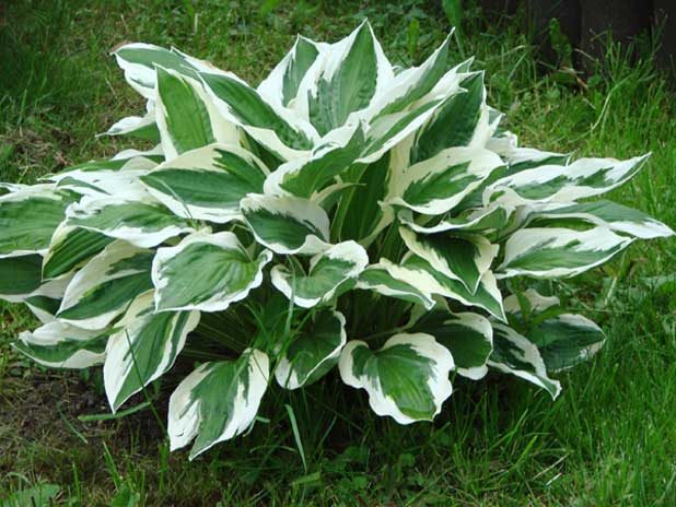 hosta