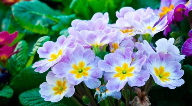 primula