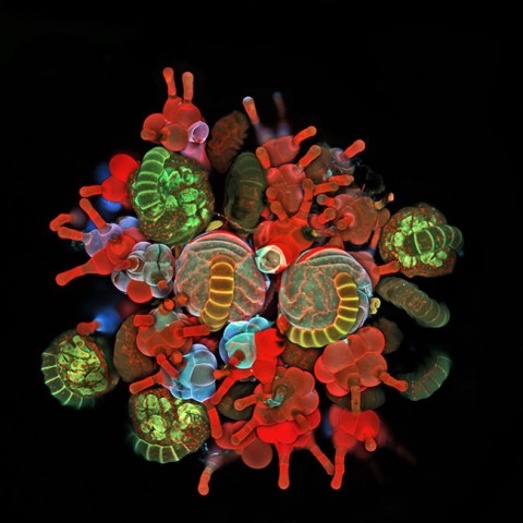 фото клеток под микроскопом