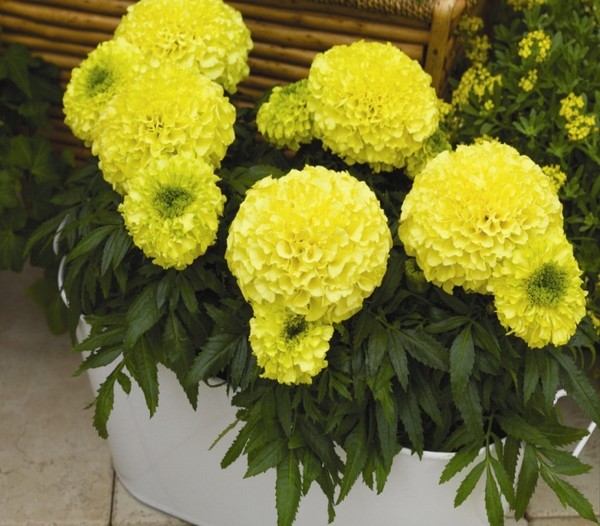 Желтые головки цветов