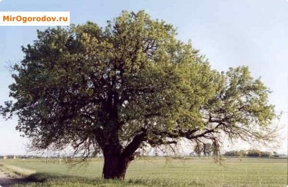 Тутовое дерево