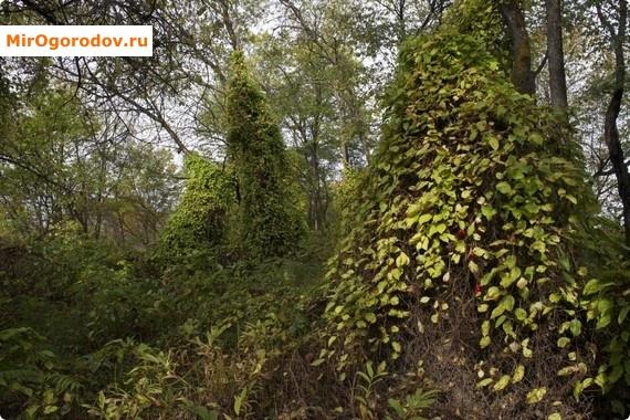 Лимонник в природе