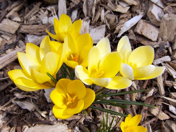 Crocus chrysanthus