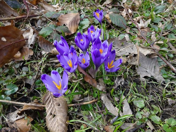 Crocus heuffelianus