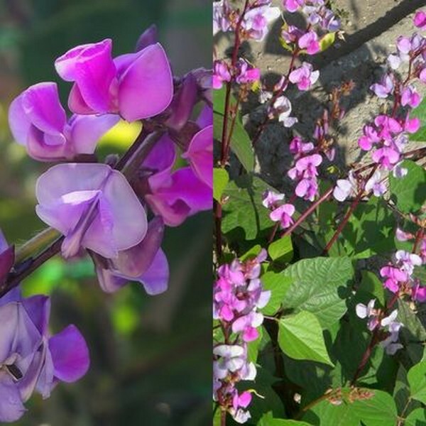 Цветы долихоса - вблизи и общий вид