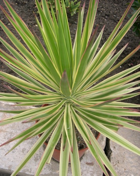 Yucca aloifolia 