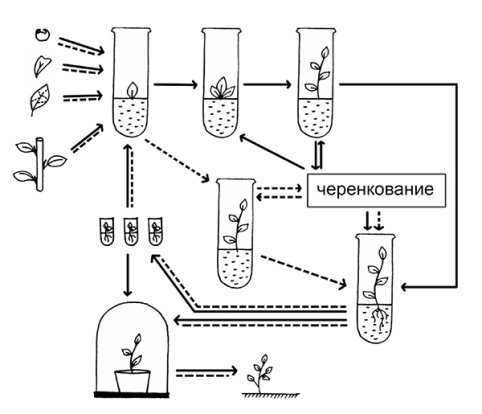 http://medbe.ru.images.1c-bitrix-cdn.ru/upload/medialibrary/7b3/biors_4.1.jpg?1422473628115993