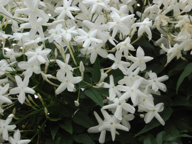 Жасмин многоцветковый (Jasminum polyanthum)