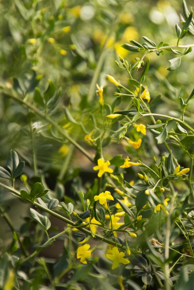 Жасмин цветистый (Jasminum floridum)