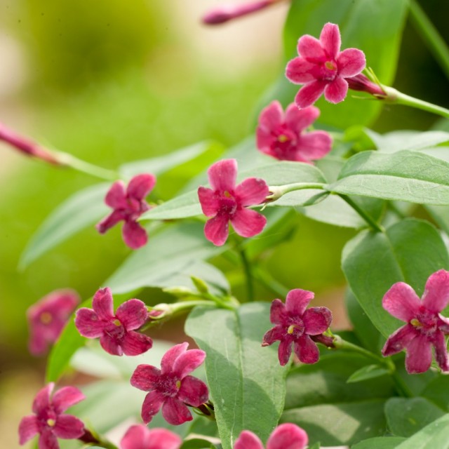 Жасмин Биса (Jasminum beesianum)