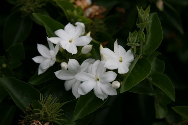 Жасмин Самбак (Jasminum sambac)