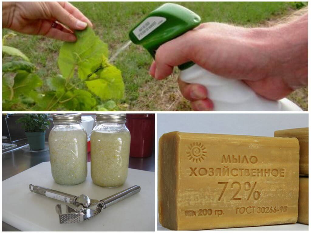 Настойка из чеснока для борьбы с муравьями