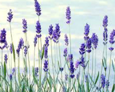 lavanda-posadka-i-uhod