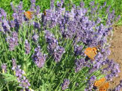 lavanda-posadka-i-uhod2