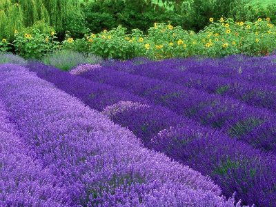 lavanda-posadka-i-uhod4