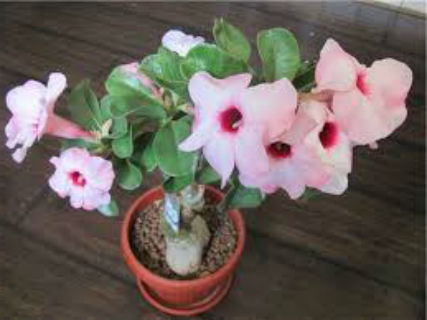 adenium-uhod-v-domashnih-usloviyah