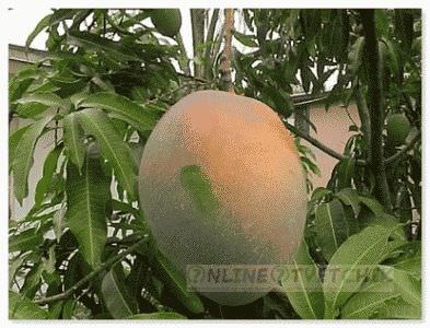 Как ухаживать за манго дома