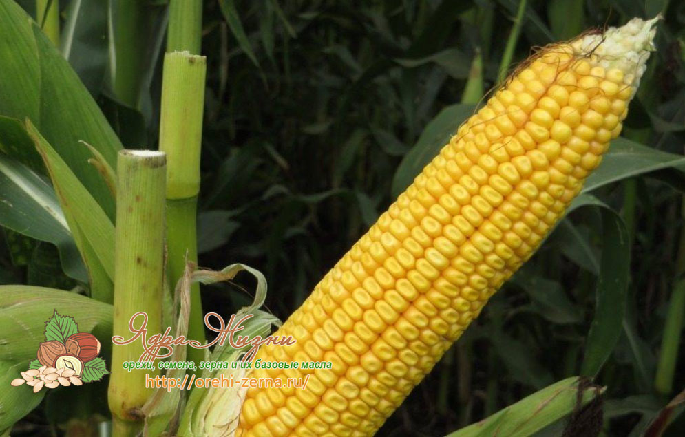 Полузубовидная кукуруза