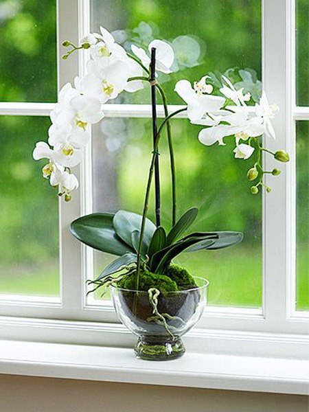 Фаленопсис - орхидея для начинающих, важные моменты в уходе за орхидеями