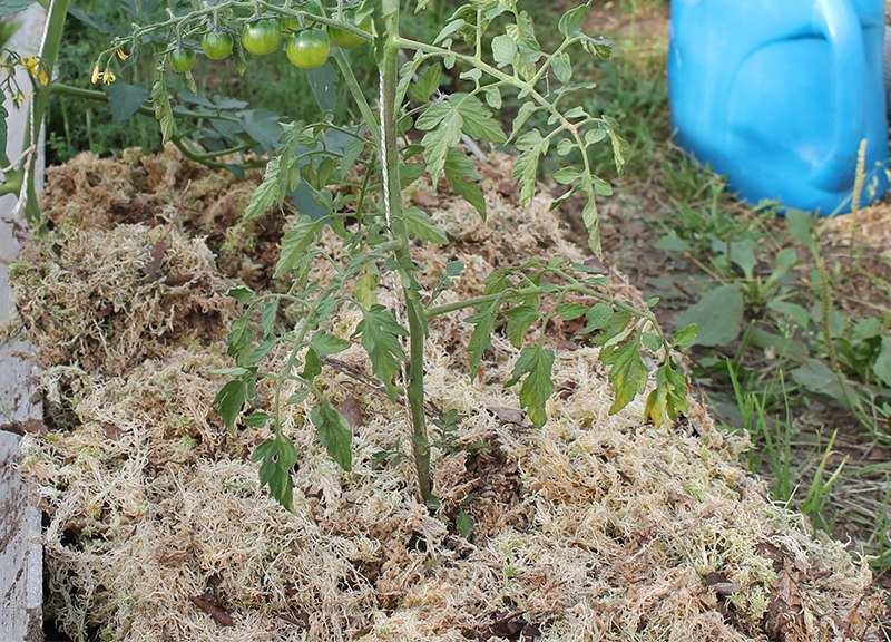 Мох - сфагнум, мох лесной болотный - бесплатная органическая мульча