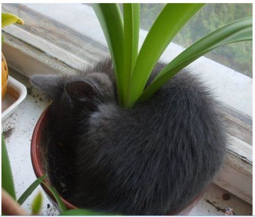 Безопасные комнатные растения для кошек