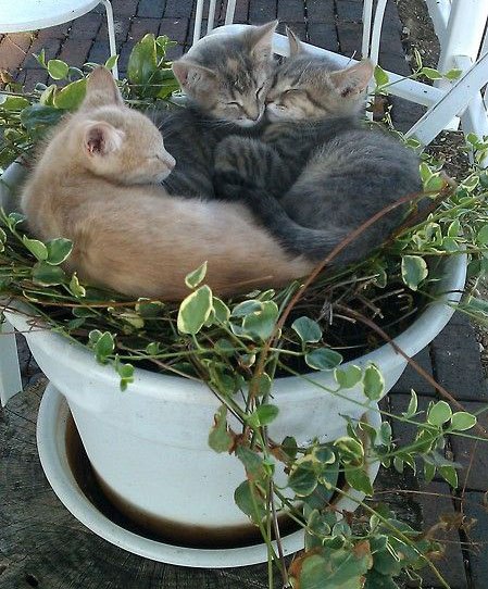 Безопасные комнатные растения для кошек